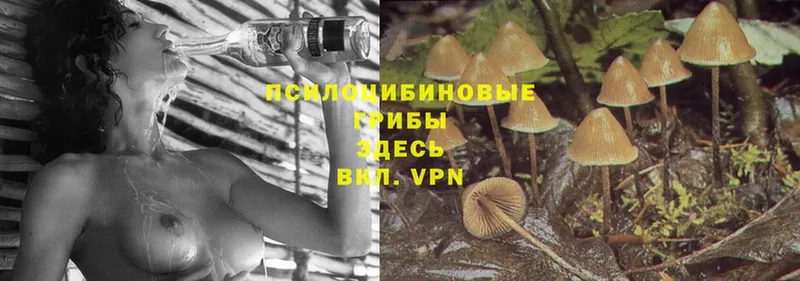 ОМГ ОМГ как войти  купить закладку  Далматово  Псилоцибиновые грибы Psilocybine cubensis 